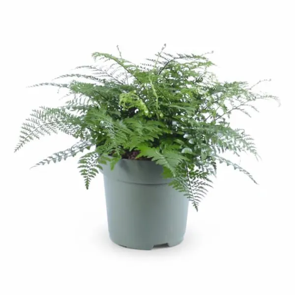 Sale Asplenium Parvati - Grön inomhusväxt Ø27 cm H50 cm Krukväxter Inomhus