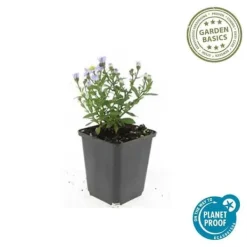 Aster dumosum 'Prof. Anton Kippenberg' - 9 cm kruka - Set med 12 växter