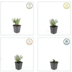 Aster dumosum 'Prof. Anton Kippenberg' - 9 cm kruka - Set med 12 växter