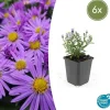 Aster dumosum 'Prof. Anton Kippenberg' - Kruka på 9cm - Set med 6 växter Blommor