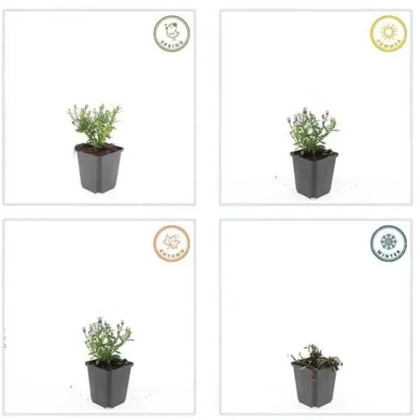 Aster dumosum 'Prof. Anton Kippenberg' - Kruka på 9cm - Set med 6 växter Blommor