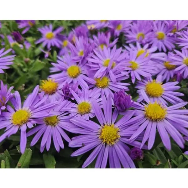 Aster dumosum 'Prof. Anton Kippenberg' - Kruka på 9cm - Set med 6 växter Blommor