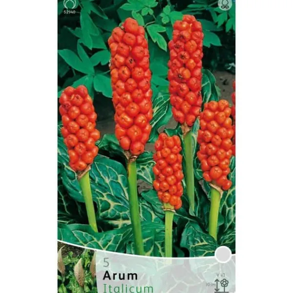 Discount AUTUMNFLYKTIGA KÄLAR ARUM ITALICUM FÖRPACKNING MED 3 RÖTTER BULBS BULBES Fröer & Lökar