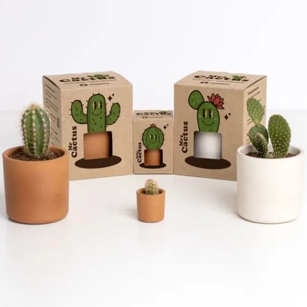 Hot BABY Kaktus Kit För Växt- & Örtplantering