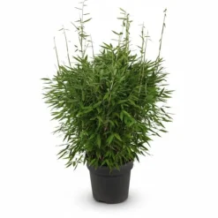 Bamboe Fargesia Compact, Icke-spridande, Kruka Ø29 cm, Höjd ca