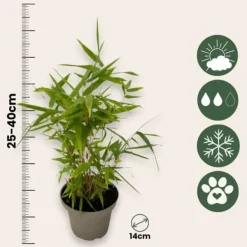 Best Bambu - Set om 18 - Fargesia nitida 'Black Dragon' - Höjd 25-40cm - ⌀14cm Buskar