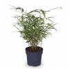 Bambu Fargesia Rufa Ø29cm Höjd ca 80cm Kruka Ø14cm Höjd ca 40cm