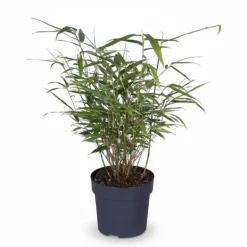 Bambu Fargesia Rufa Ø29cm Höjd ca 80cm Kruka Ø14cm Höjd ca 40cm