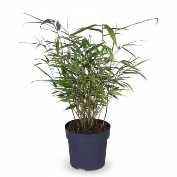 Bambu Fargesia Rufa Ø29cm Höjd ca 80cm Kruka Ø14cm Höjd ca 40cm