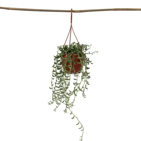 Banansnöre - Senecio radicans - Höjd 10-20cm - ⌀12cm