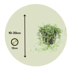 Banansnöre - Senecio radicans - Höjd 10-20cm - ⌀12cm