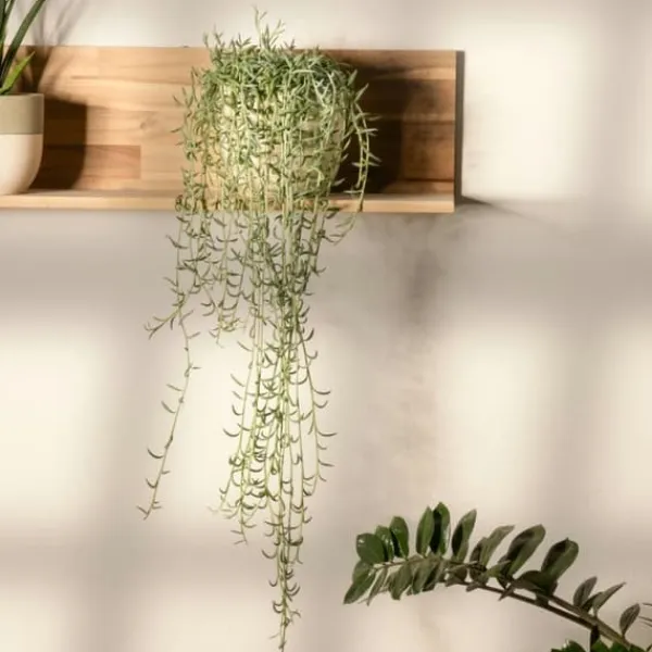 Banansnöre - Senecio radicans - Höjd 10-20cm - ⌀12cm