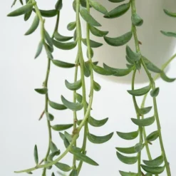 Banansnöre - Senecio radicans - Höjd 10-20cm - ⌀12cm