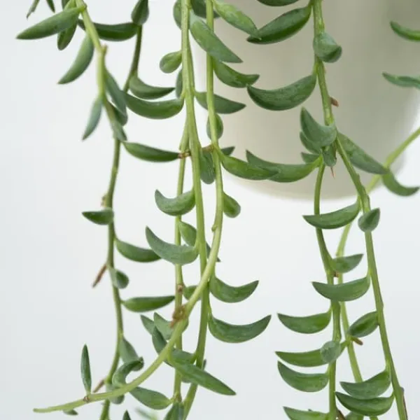 Banansnöre - Senecio radicans - Höjd 10-20cm - ⌀12cm