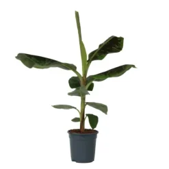Outlet Bananväxt - Musa 'Dwarf Cavendish' - Höjd 90-100cm - ⌀21cm Krukväxter Inomhus