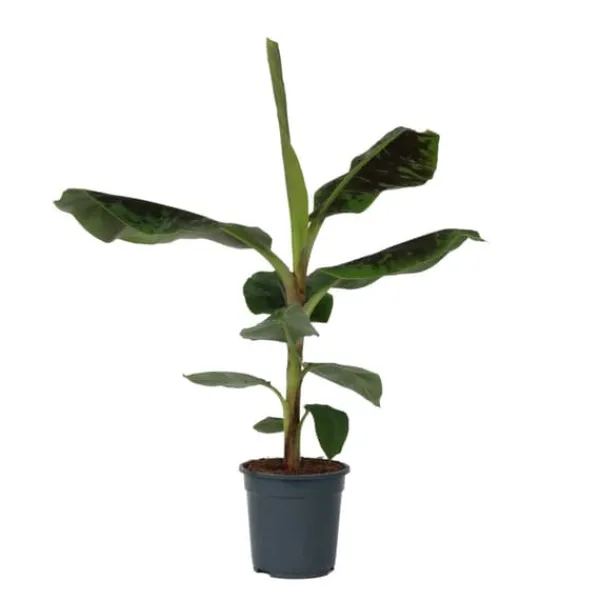 Outlet Bananväxt - Musa 'Dwarf Cavendish' - Höjd 90-100cm - ⌀21cm Krukväxter Inomhus