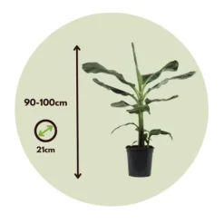 Outlet Bananväxt - Musa 'Dwarf Cavendish' - Höjd 90-100cm - ⌀21cm Krukväxter Inomhus