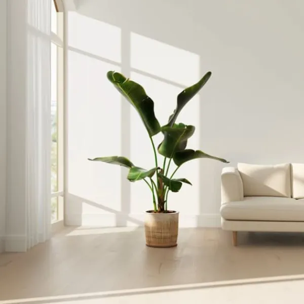 Outlet Bananväxt - Musa 'Dwarf Cavendish' - Höjd 90-100cm - ⌀21cm Krukväxter Inomhus