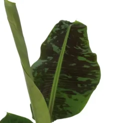 Outlet Bananväxt - Musa 'Dwarf Cavendish' - Höjd 90-100cm - ⌀21cm Krukväxter Inomhus