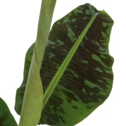 Outlet Bananväxt - Musa 'Dwarf Cavendish' - Höjd 90-100cm - ⌀21cm Krukväxter Inomhus