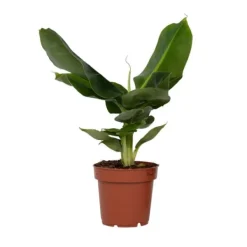Hot Bananväxt - Musa 'Oriental Dwarf' - Höjd 25-40cm - Pot 12cm Krukväxter Inomhus