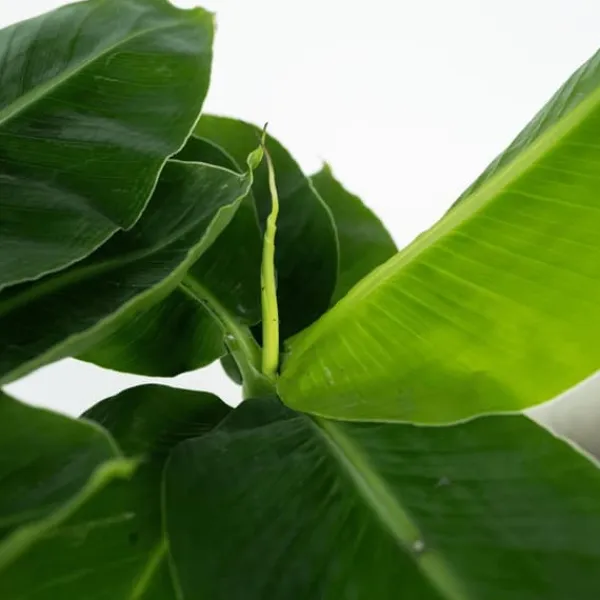 Hot Bananväxt - Musa 'Oriental Dwarf' - Höjd 25-40cm - Pot 12cm Krukväxter Inomhus