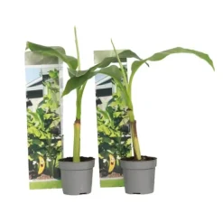 Bananväxt - Set om 2 - Musa basjoo - Höjd 25-40cm - ⌀9cm