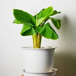 Bananväxt - Set om 2 - Musa basjoo - Höjd 25-40cm - ⌀9cm
