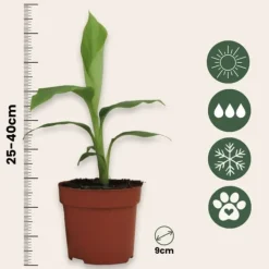 Bananväxt - Set om 6 - Musa basjoo - Höjd 25-40cm - ⌀9cm Krukväxter Inomhus