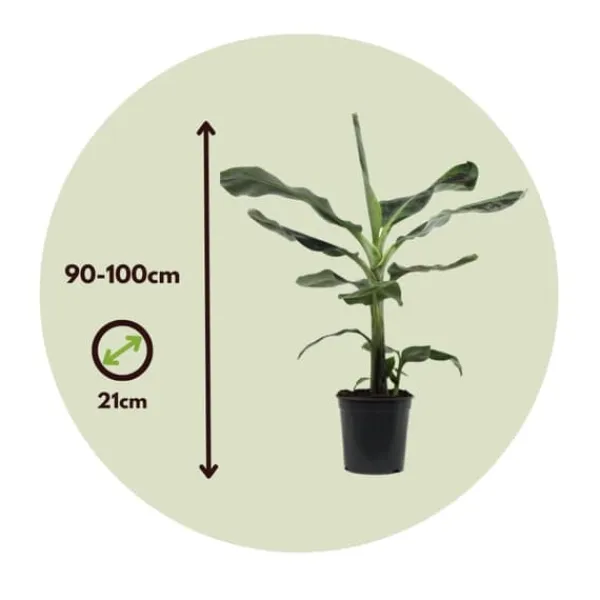 Bananväxt - Set om 2 - Musa 'Dwarf Cavendish' - Höjd 90-100cm - ⌀21cm