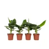 New Bananväxt - Set om 4 - Musa 'Oriental Dwarf' - Höjd 25-40cm - ⌀12cm Krukväxter Inomhus