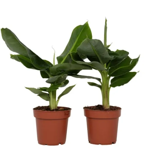 Best Bananväxt - Set om 2 - Musa 'Oriental Dwarf' - Höjd 25-40cm - ⌀12cm Krukväxter Inomhus
