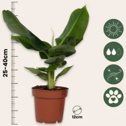 Best Bananväxt - Set om 2 - Musa 'Oriental Dwarf' - Höjd 25-40cm - ⌀12cm Krukväxter Inomhus