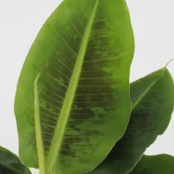 Best Bananväxt - Set om 2 - Musa 'Oriental Dwarf' - Höjd 25-40cm - ⌀12cm Krukväxter Inomhus