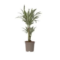 Clearance Banddracena - Dracaena deremensis 'White Stripe' - Höjd 60-70cm - ⌀17cm Krukväxter Inomhus