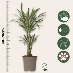 Clearance Banddracena - Dracaena deremensis 'White Stripe' - Höjd 60-70cm - ⌀17cm Krukväxter Inomhus