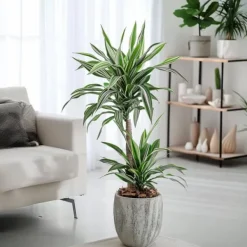 Clearance Banddracena - Dracaena deremensis 'White Stripe' - Höjd 60-70cm - ⌀17cm Krukväxter Inomhus