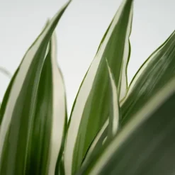 Clearance Banddracena - Dracaena deremensis 'White Stripe' - Höjd 60-70cm - ⌀17cm Krukväxter Inomhus