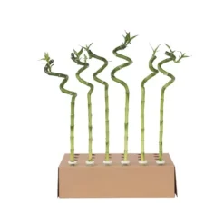 New Banddracena - Set om 6 - Dracaena sanderiana - Höjd 40-50cm - ⌀2cm Krukväxter Inomhus