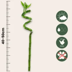 New Banddracena - Set om 6 - Dracaena sanderiana - Höjd 40-50cm - ⌀2cm Krukväxter Inomhus
