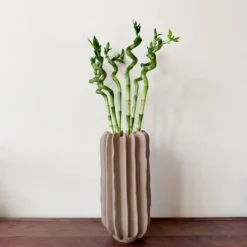 New Banddracena - Set om 6 - Dracaena sanderiana - Höjd 40-50cm - ⌀2cm Krukväxter Inomhus