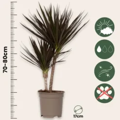 Clearance Banddracena - Set om 2 - Dracaena marginata 'Magenta' - Höjd 70-80cm - ⌀17cm Krukväxter Inomhus