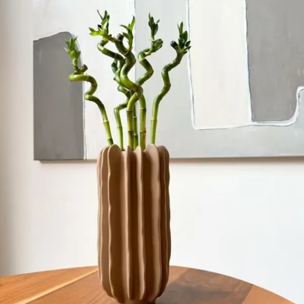 Outlet Banddracena - Set om 12 - Dracaena sanderiana - Höjd 40-50cm - ⌀2cm Krukväxter Inomhus