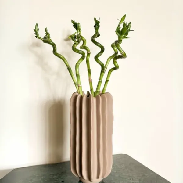 Outlet Banddracena - Set om 12 - Dracaena sanderiana - Höjd 40-50cm - ⌀2cm Krukväxter Inomhus