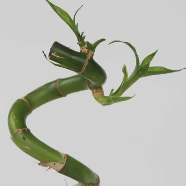 Outlet Banddracena - Set om 12 - Dracaena sanderiana - Höjd 40-50cm - ⌀2cm Krukväxter Inomhus