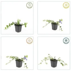 Bäckväxt - Periwinkle - Vinca minor 'Argenteovariegata' - 9cm kruka - Set med 60 växter