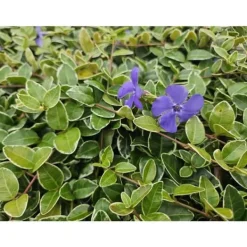 Bäckväxt - Periwinkle - Vinca minor 'Argenteovariegata' - 9cm kruka - Set med 60 växter