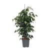 Outlet Benjaminfikus - Ficus benjamina 'Danielle' - Höjd 100-110cm - ⌀21cm Krukväxter Inomhus