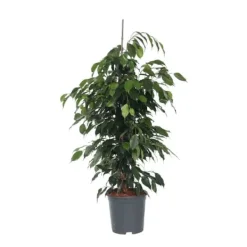 Outlet Benjaminfikus - Ficus benjamina 'Danielle' - Höjd 100-110cm - ⌀21cm Krukväxter Inomhus