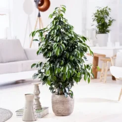 Outlet Benjaminfikus - Ficus benjamina 'Danielle' - Höjd 100-110cm - ⌀21cm Krukväxter Inomhus